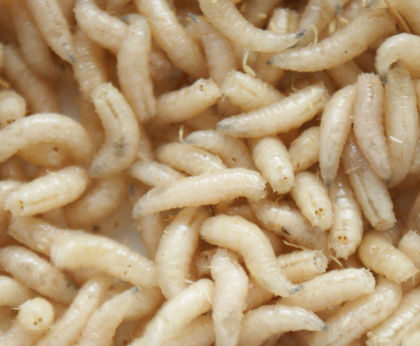 halve liter witte maden(alleen afhalen)