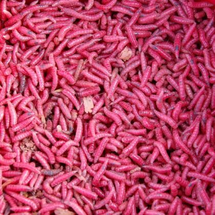 doos met 1 liter maden rood (alleen afhalen)