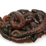 Zeepieren (50 stuks)
